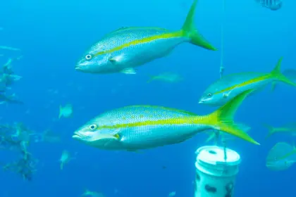 /book-tours/Dolphin-en-Sea-Aquarium/Ocean-Lens-4.webp